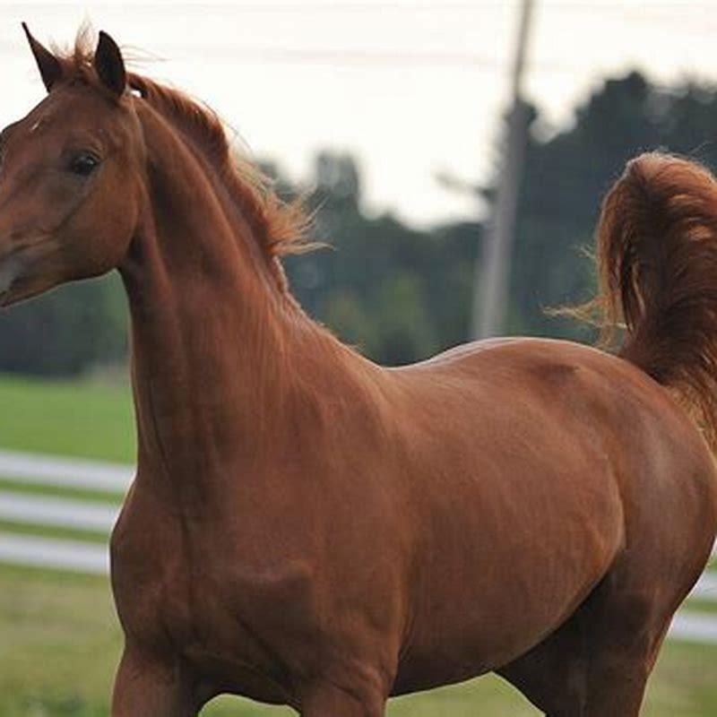 What is a Morgan horse good for?