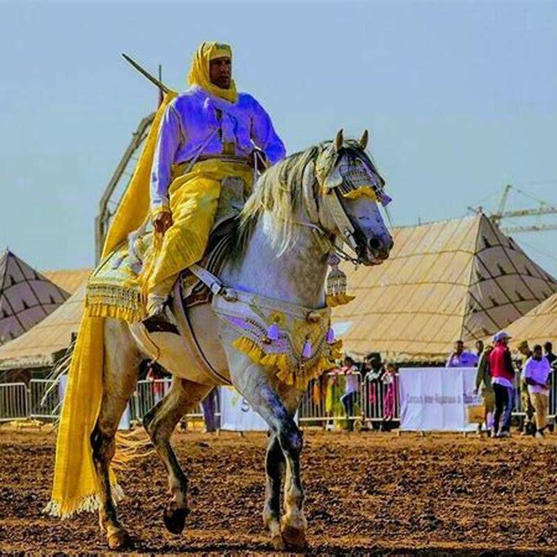What is a Morocco horse?
