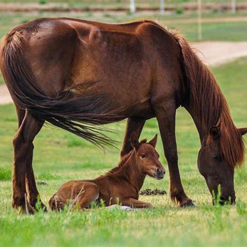 What is a mother horse called?