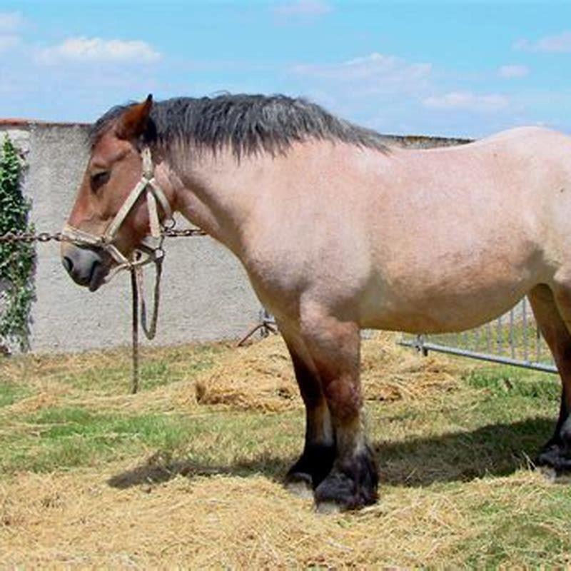 What is a native horse breed?