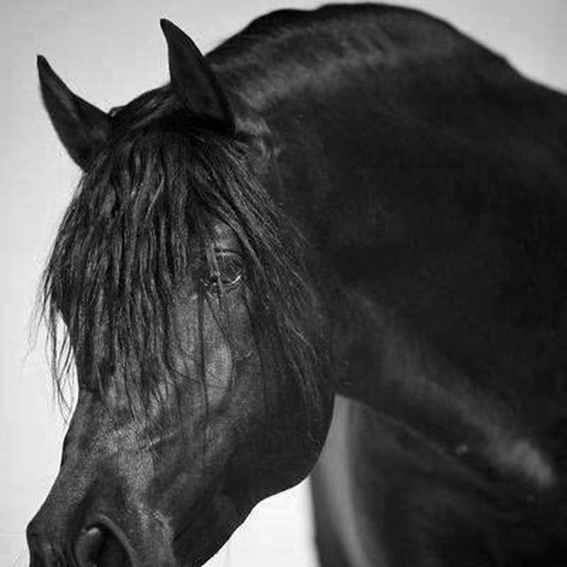 What is a pure black horse called?