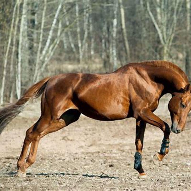 What is an all red horse called?