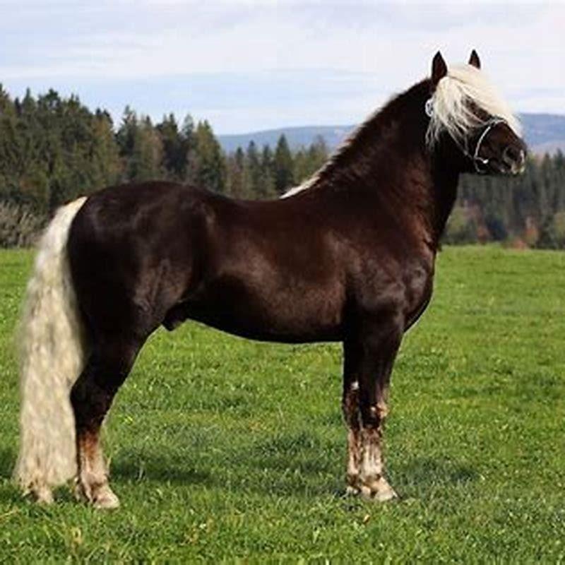 What is called a black horse?