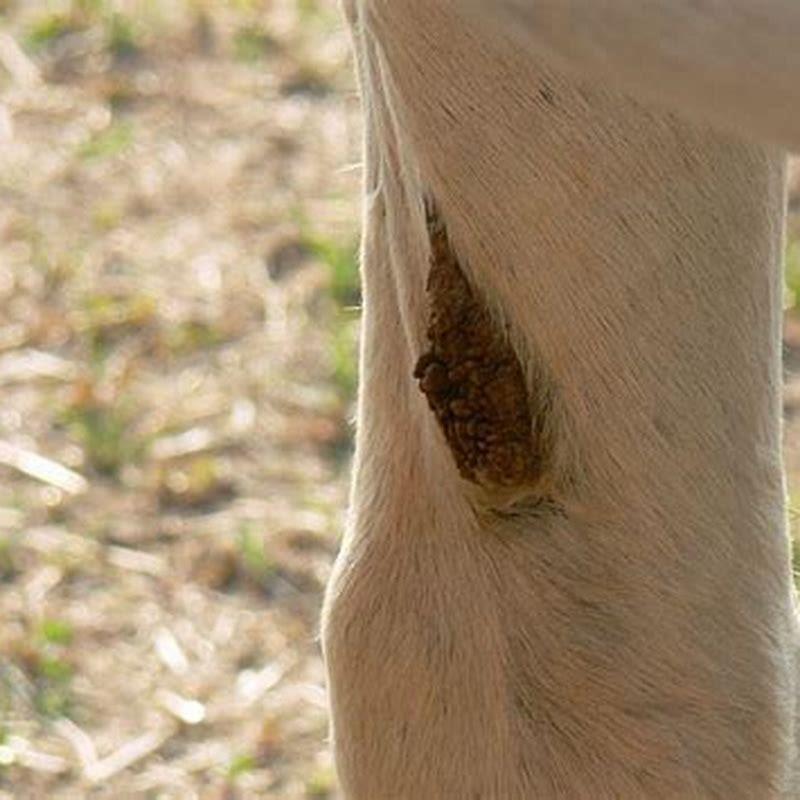 what-is-chestnut-peeling-on-a-horse-diy-seattle