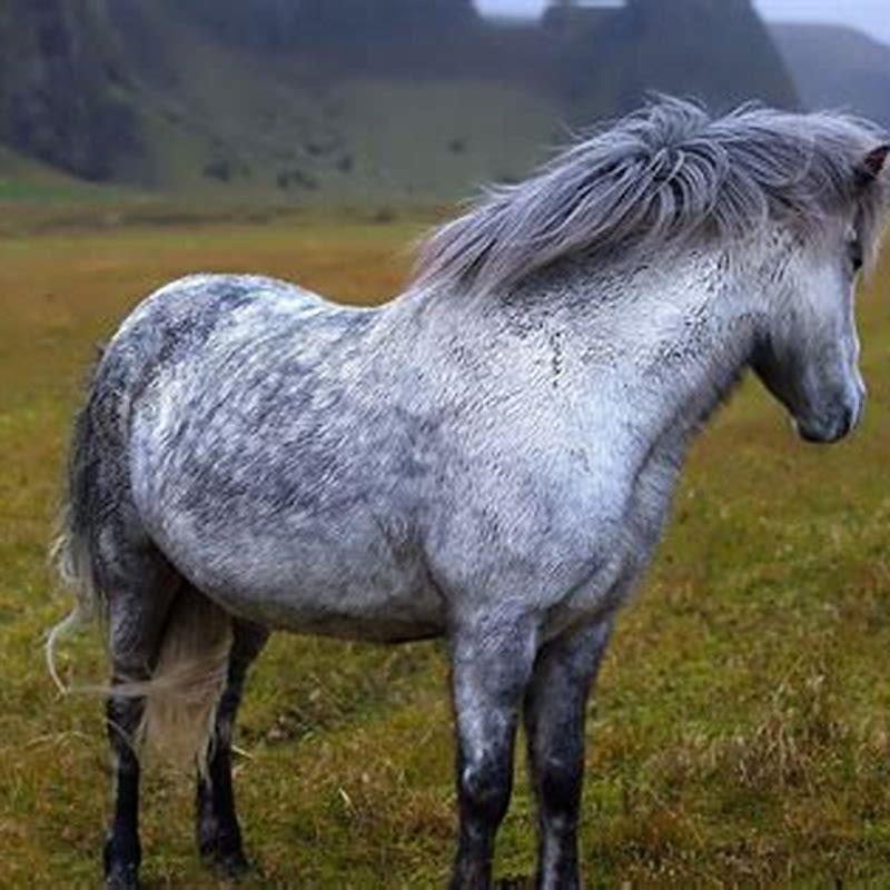 What is different about Icelandic horses?