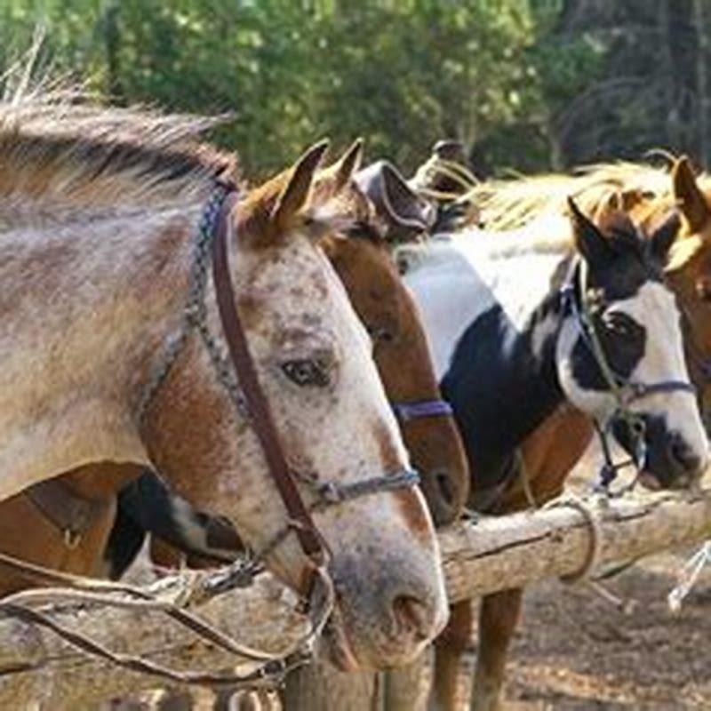 What is it called when you tie a horse to a post?