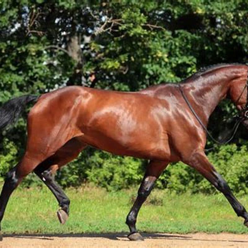 What is the best horse called?