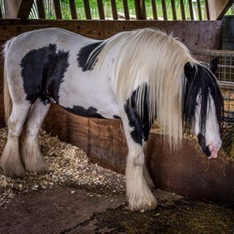 What is the best kind of horse?