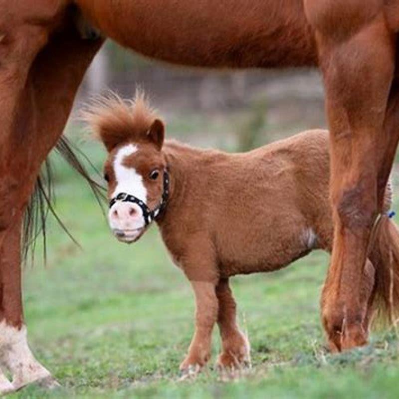 What is the cutest name for a horse?