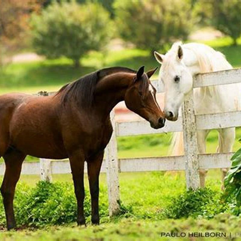 What is the definition of a horse girl?
