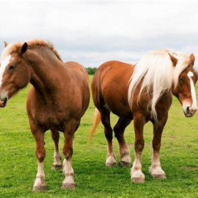 What is the difference between a Clydesdale and a Belgian horse?