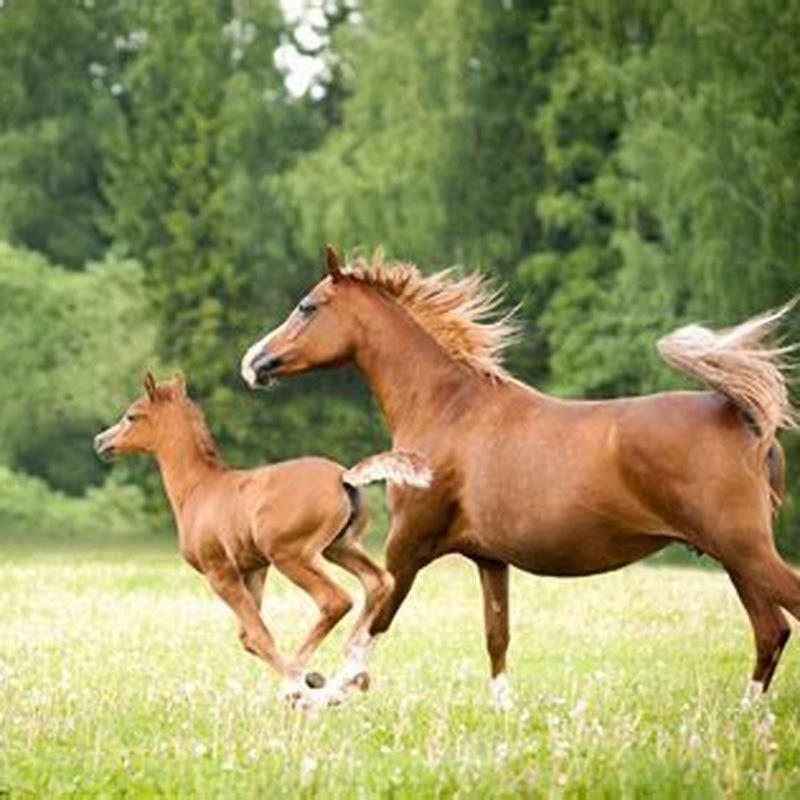 What is the difference between a filly and a mare horse?