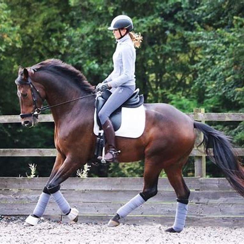 What is the easiest horse to ride?