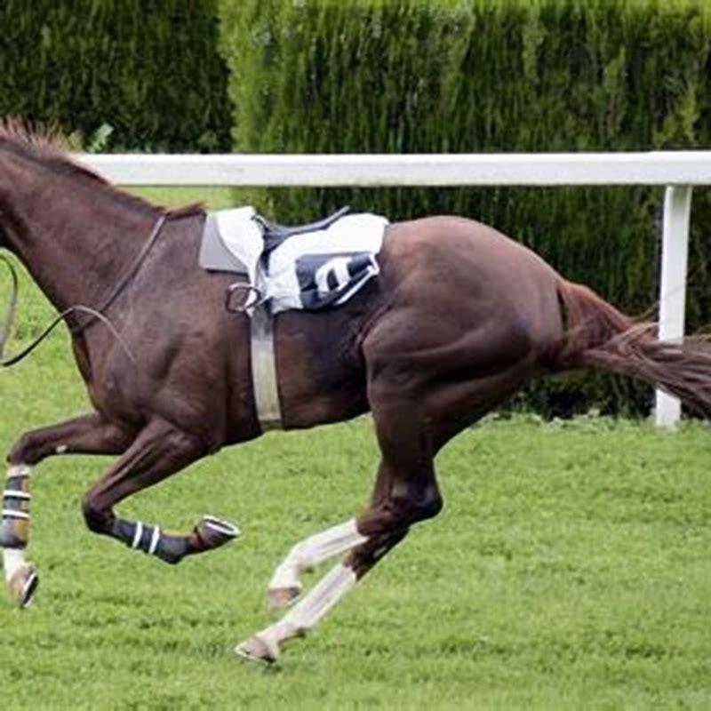 What is the fastest horse in the world speed?