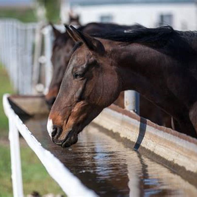 What is the fastest way to hydrate a horse?
