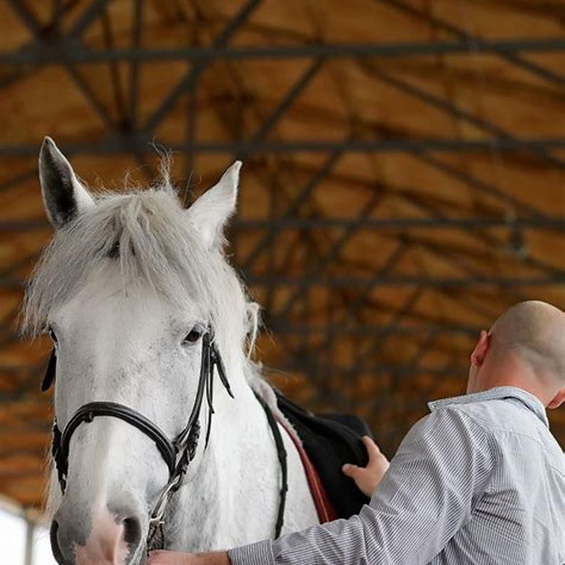 What is the first thing you should do when training a horse?
