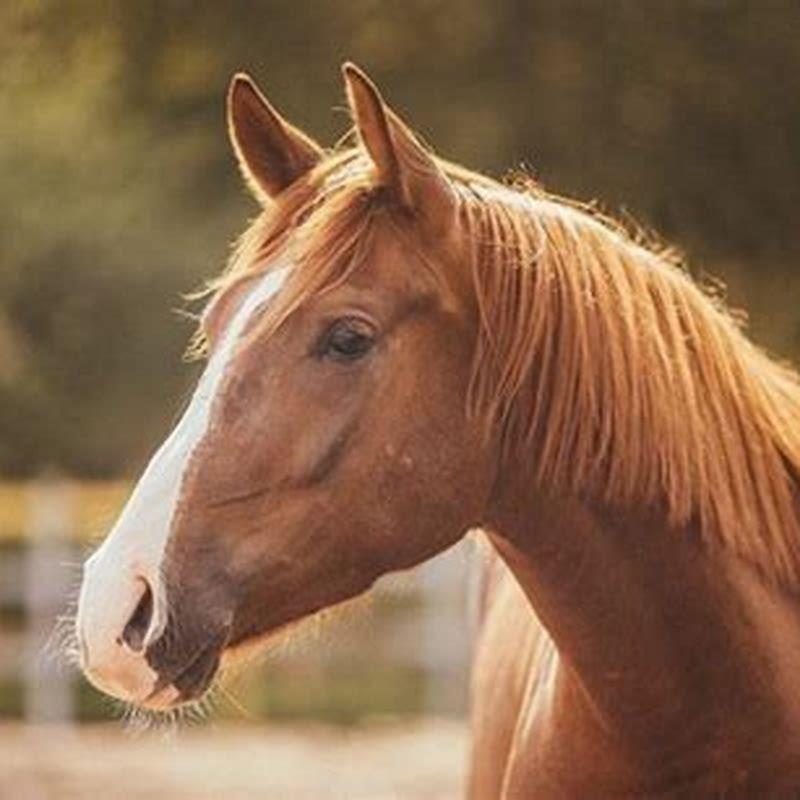 What is the hair of a horse called?