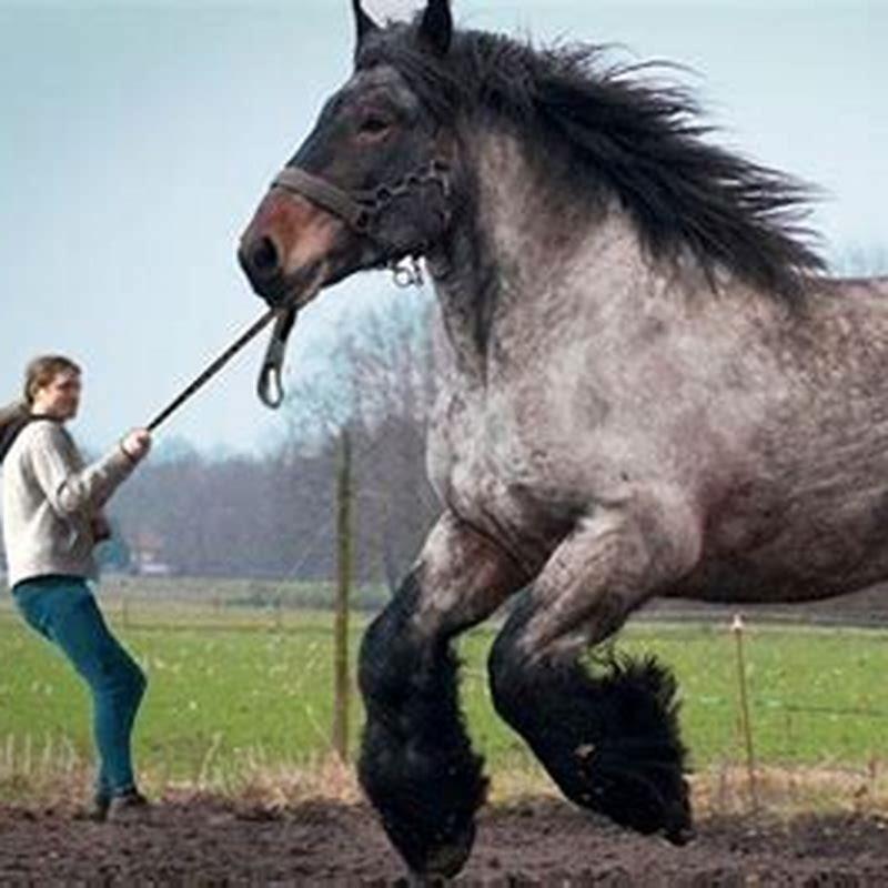 What is the heaviest horse breed?
