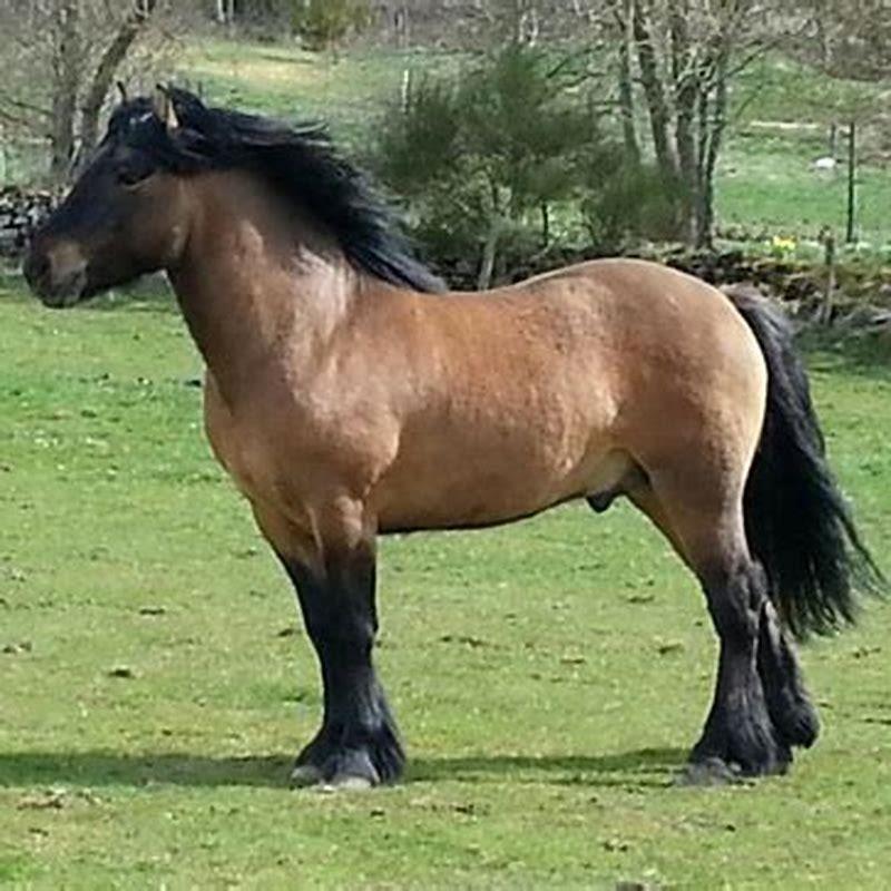 what-is-the-highland-pony-known-for-diy-seattle