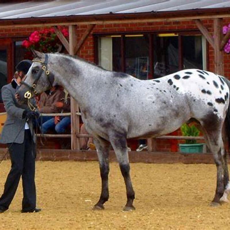 What is the history of an Appaloosa horse?