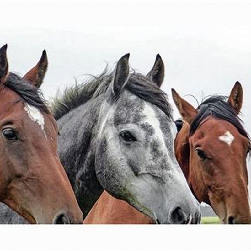 What is the meanest breed of horse?