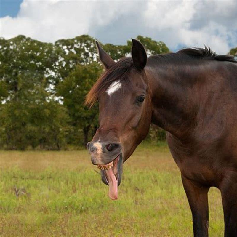 What is the most aggressive type of horse?
