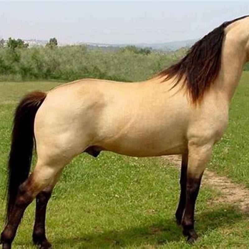 What is the most expensive type of horse?