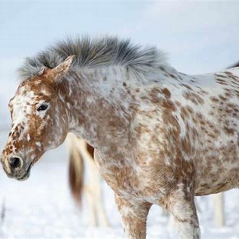 What is the most loved horse?