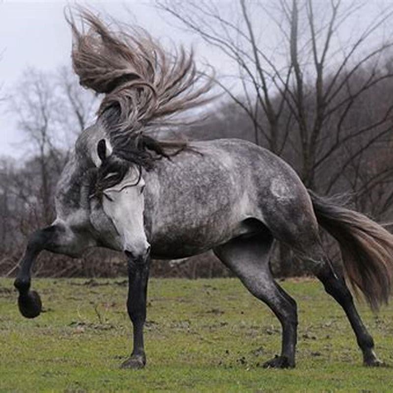 What is the most pretty horse?