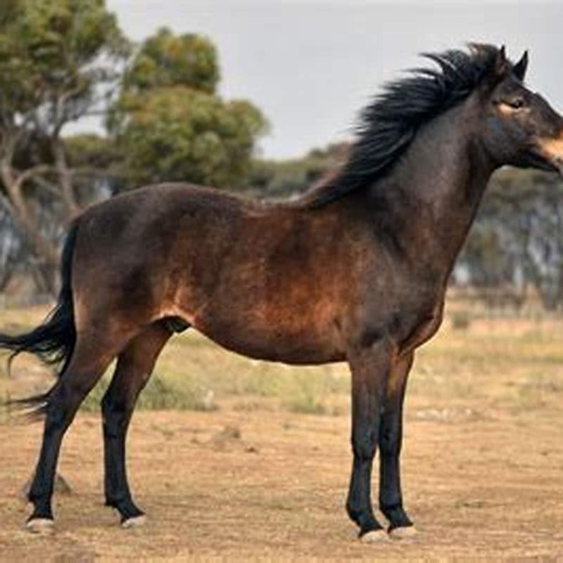 What is the name of the horse horse?