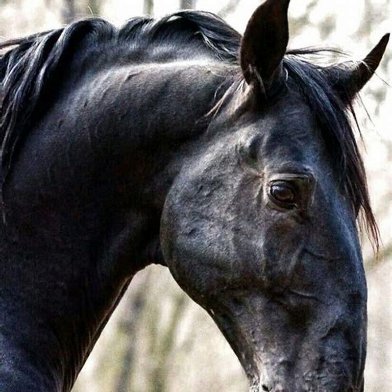 What is the oldest horse breed? - DIY Seattle