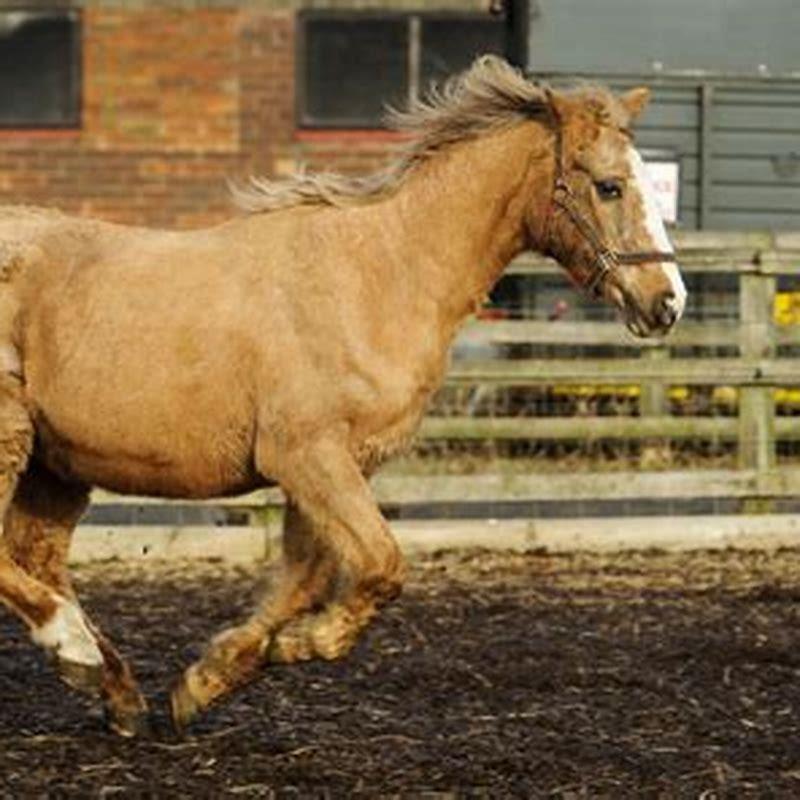 What is the oldest horse?