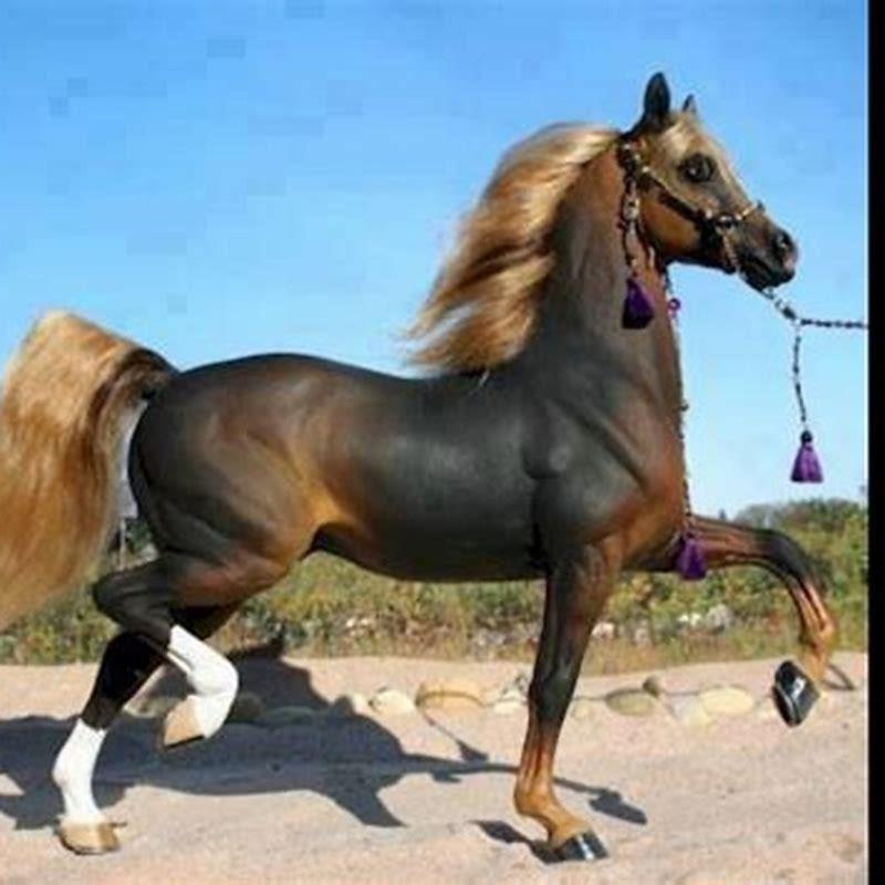 What is the prettiest horse ever?