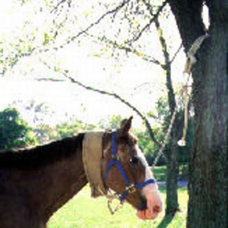 What is the proper way to tie a horse?