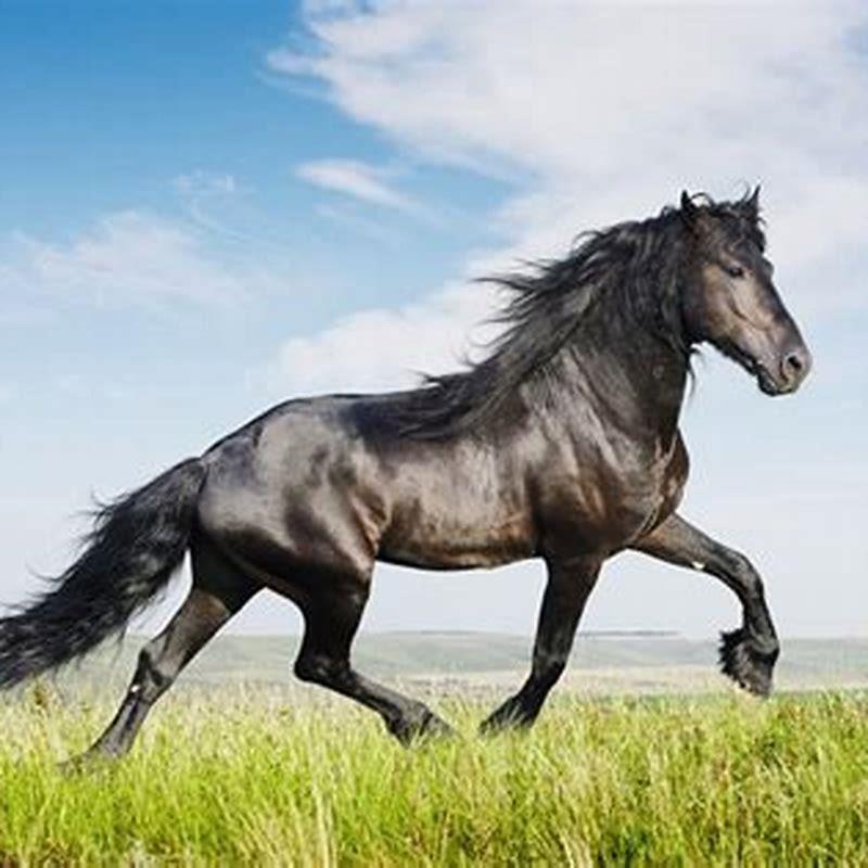 What is the purpose of the Friesian horse?