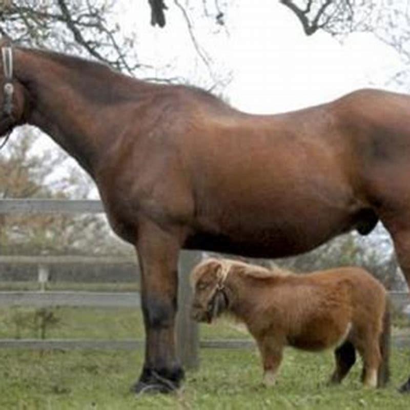 What is the smallest horse you can get?