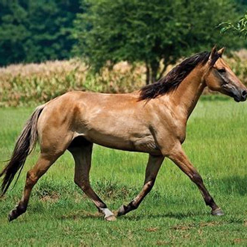 What is the state horse of South Carolina?