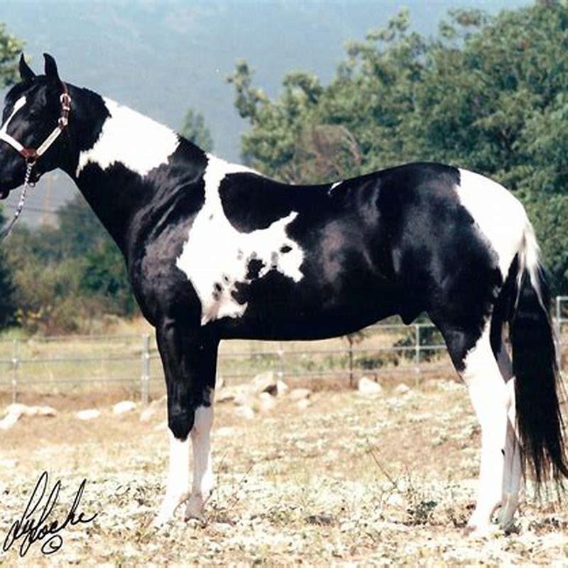 What is the tobiano pattern? - DIY Seattle