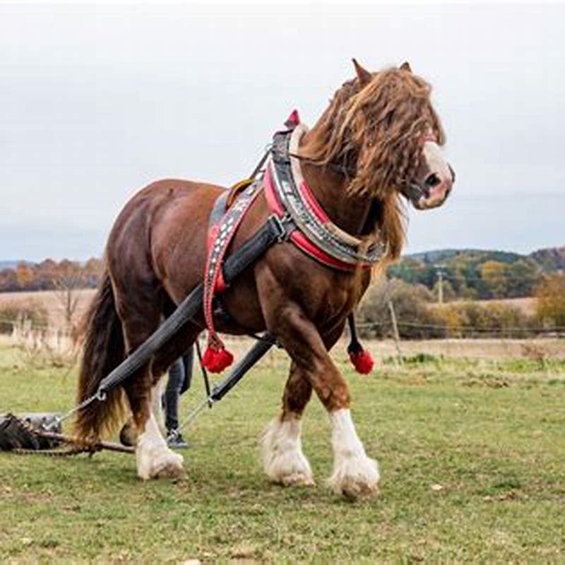 What is the worlds largest draft horse?