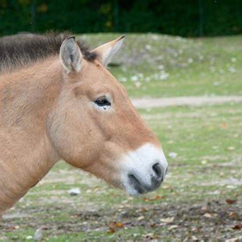 What is unique about the Przewalskis horse?