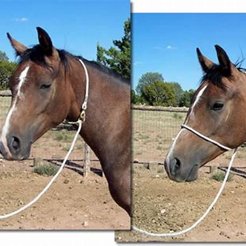 What is used to catch a horse?