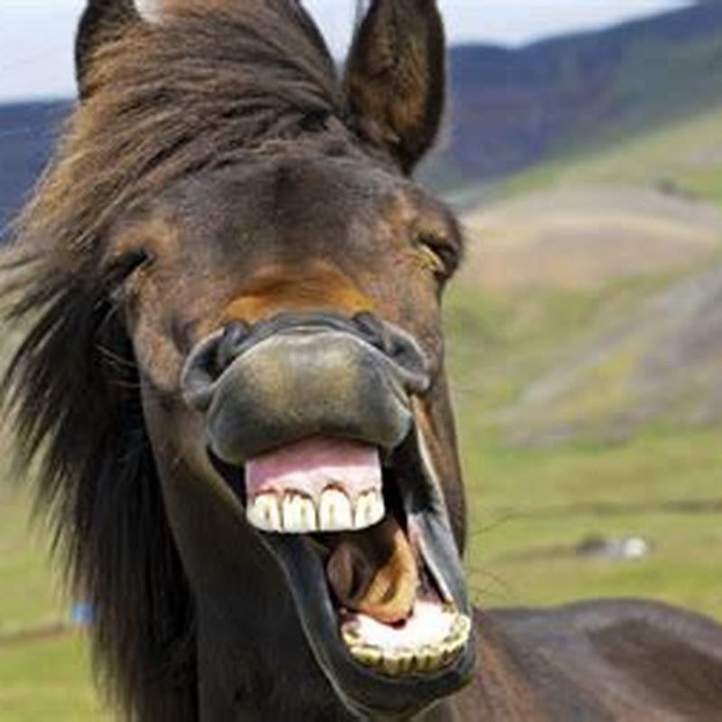 What kind of horse do I have?