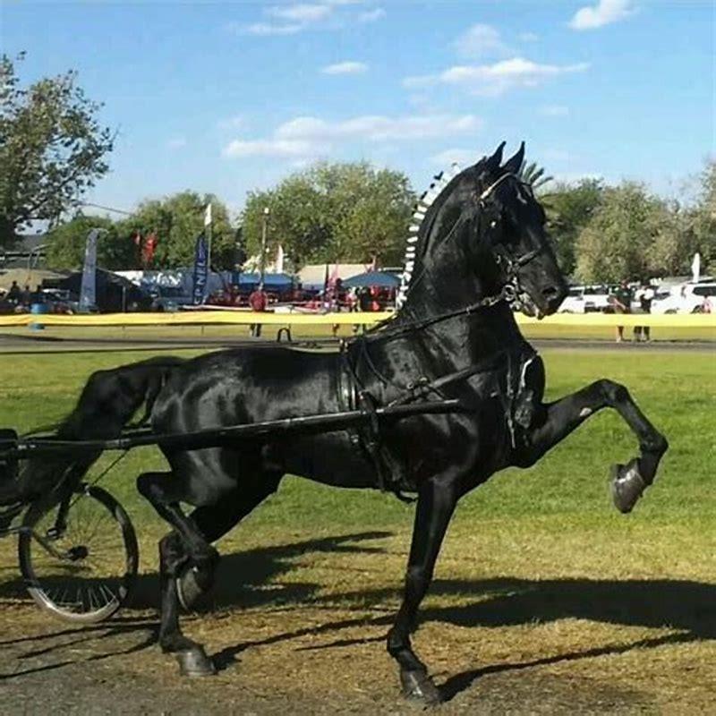 What kind of horse is a Hackney?