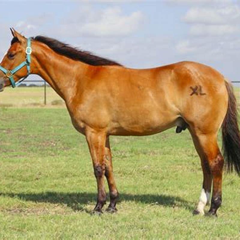What kind of horse is a Quarter Horse?
