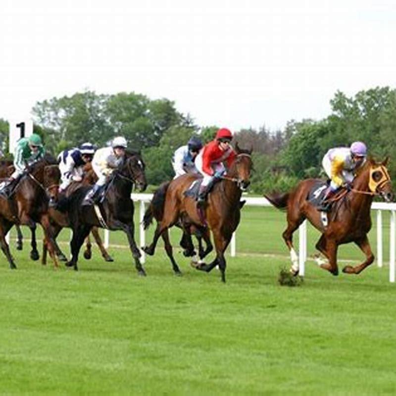 What kind of horses run steeplechase?