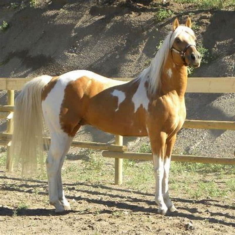 What qualifies a horse to be a pinto?