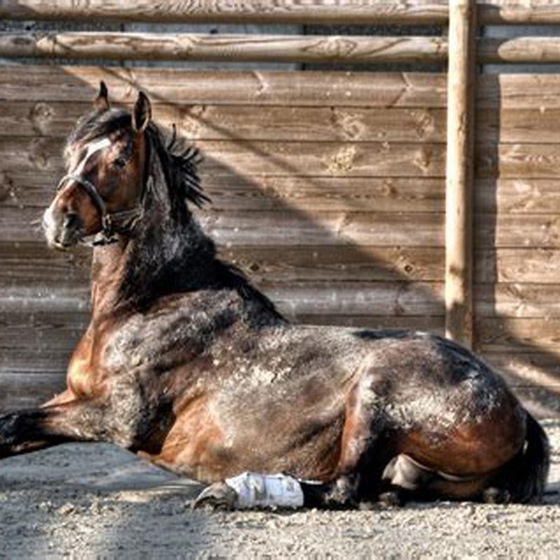 What Should You Feed A Horse That Has Foundered DIY Seattle