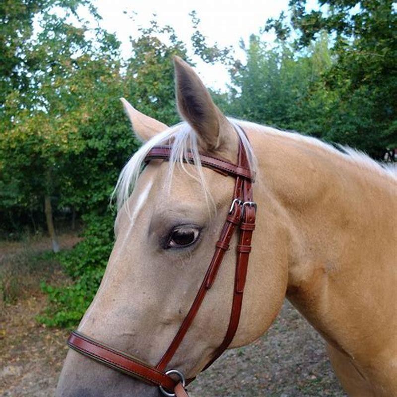 what-size-horse-does-a-cob-bridle-fit-diy-seattle