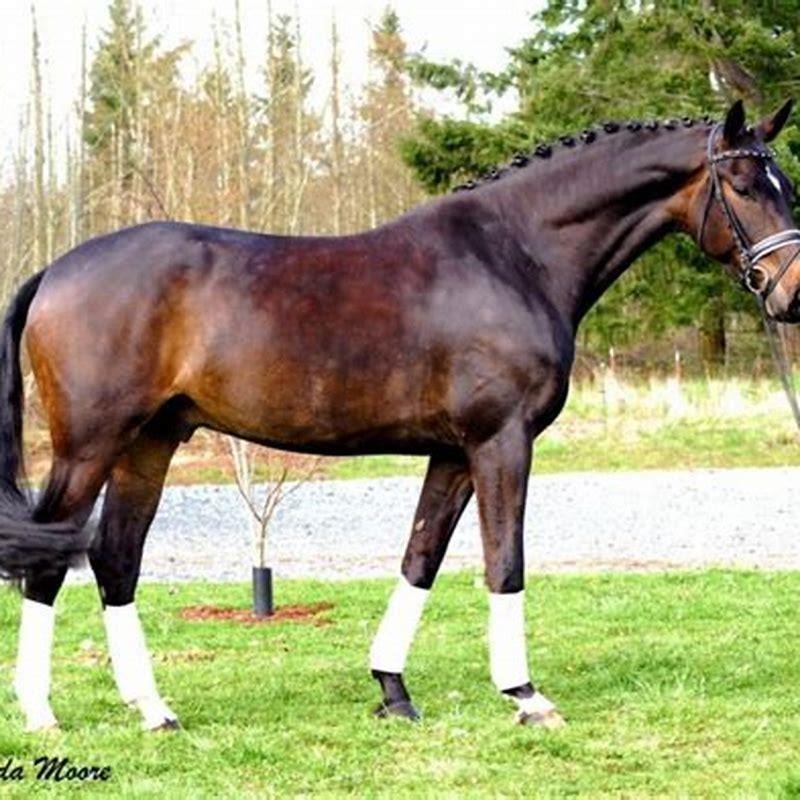 What sport is pony good at?