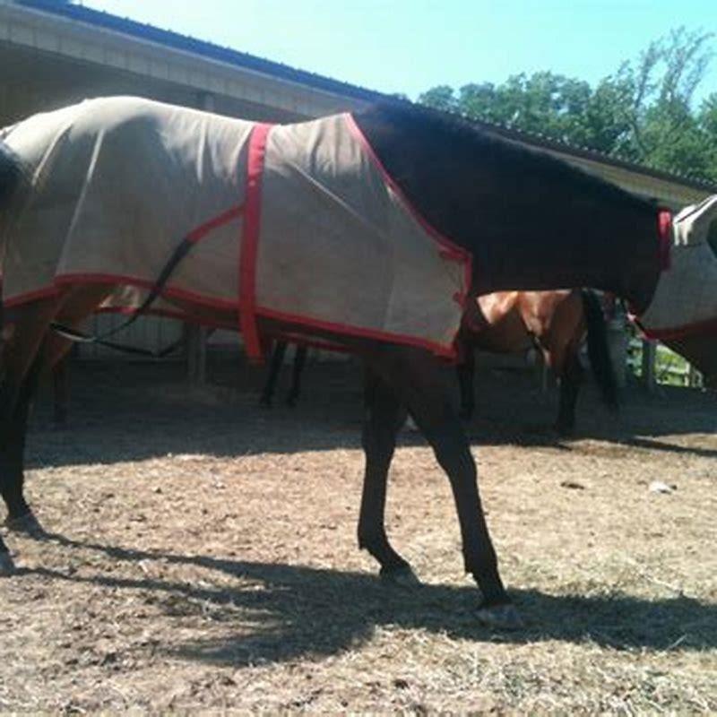 What time of day are horse flies least active?